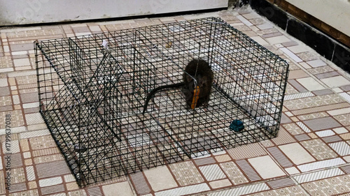 Live Mouse Caught in Humane Wire Trap on Tiled Floor