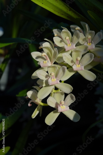 lily of the valley in the garden