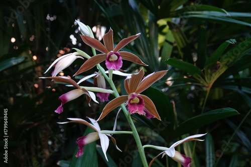 pink orchid flower