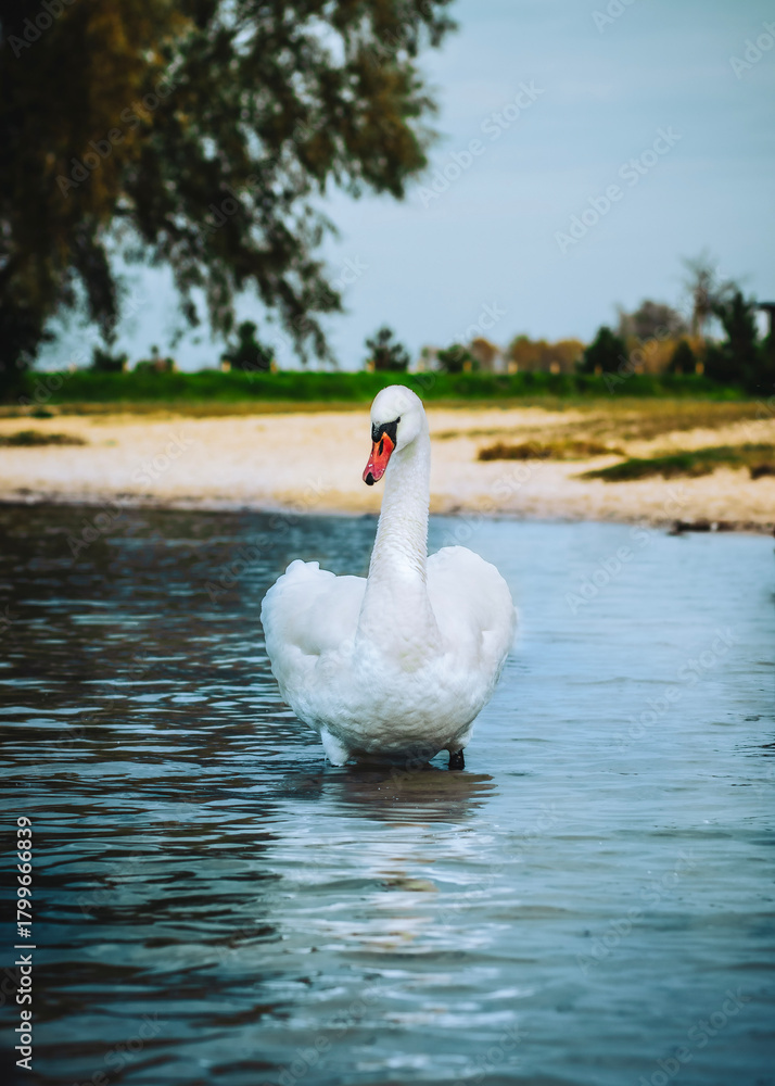 Obraz premium White swan swimming in shallow water on a sunny day