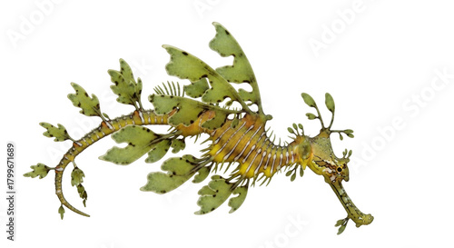 Photography Isolated leafy seadragon, ornate marine animal resembling seaweed, camouflage in