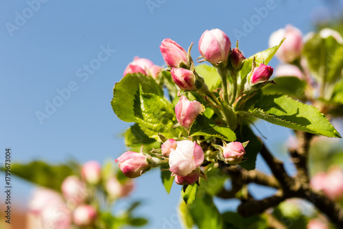 Fotografía Fleurs de pommier en bouton au début du printemps sur fond de ciel bleu