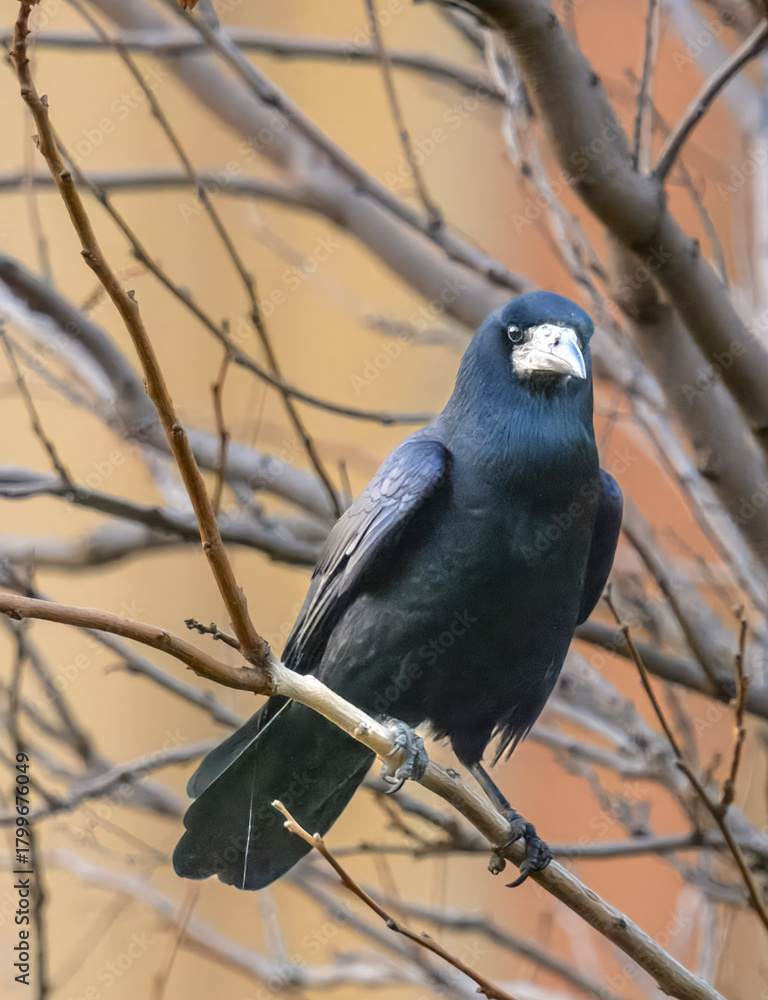 Fototapeta premium Majestic Black Raven Bird Perched on a Barren Winter Branch, Staring Directly, Representing Mystery, Intelligence, and Solitude in Nature