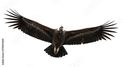 Bild auf Leinwand Isolated Andean condor with outstretched wings, powerful bird of prey in flight,