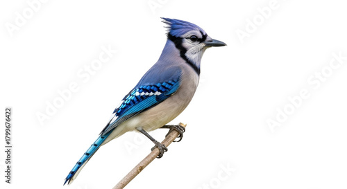 Photography Isolated, perched blue jay bird facing right looking alert on a branch, North Am