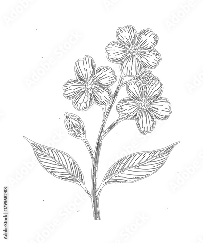 "Intricate Botanical Line Drawing of Flowering Plant"