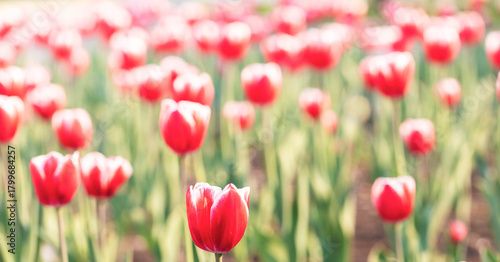 Field filled with vibrant red tulips, showcasing their delicate petals and lush green foliage, illuminated by warm sunlight, creating cheerful and inviting atmosphere Banner
