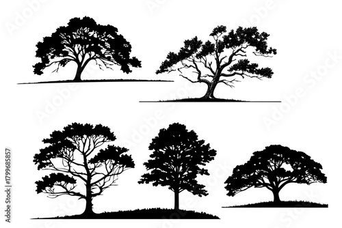 Print Collection of Tall Tree Silhouettes – Detailed Black Forest Trees Isolated on White for Nature, Landscape, Environment, and Illustration Design