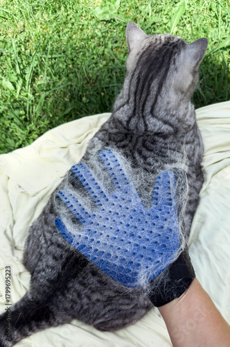 Gray striped cat being groomed with a blue pet brush glove while lying on a blanket outdoors, symbolizing pet care, grooming routine, and domestic animal comfort concept