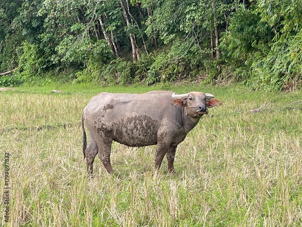 Fototapeta premium Water buffalo standing in a field. The animal is covered in mud and has a rope around its nose