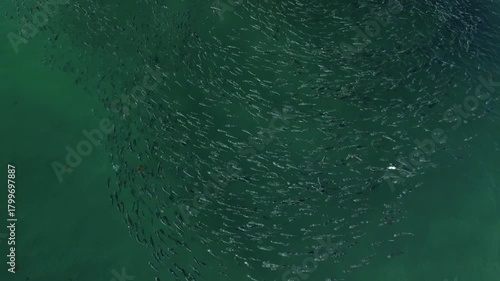 Aerial View of a Bait Ball or Large School of Fish