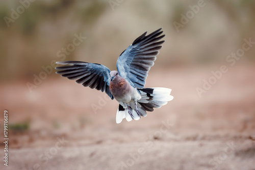 Laughing Dove in flight front view in Greater Kruger National park, South Africa ; Specie Streptopelia senegalensis family of Columbidae