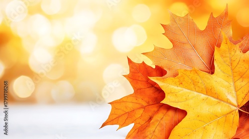 Bright fall composition showing transparent maple leaves and blurred golden bokeh light