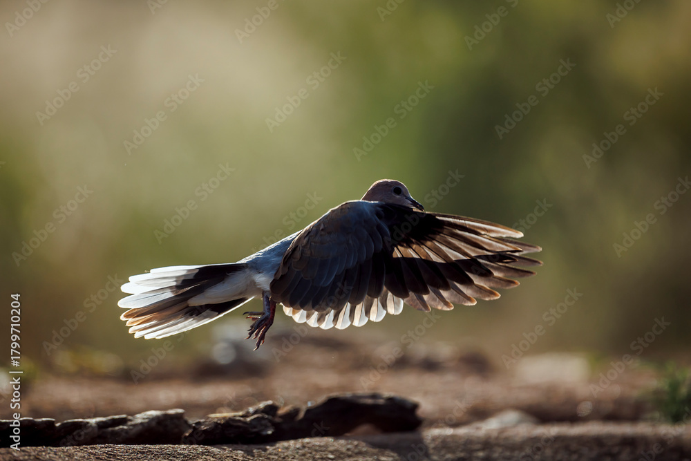 Fototapeta premium Laughing Dove in flight backlit side view in Greater Kruger National park, South Africa ; Specie Streptopelia senegalensis family of Columbidae
