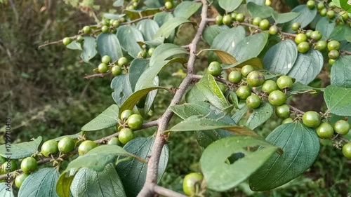 Ziziphus oenoplia, jackal jujube, Indian Jujube wild small green raw fruits 