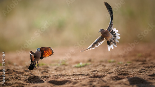 Namaqua Dove female and laughing dove in flight front view in Greater Kruger National park, South Africa ; Specie Oena capensis family of Oena capensis