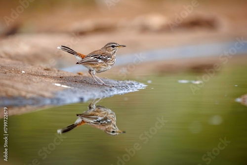 Red backed Scrub Robin standing side view along waterhole with reflection in Greater Kruger National park, South Africa; specie Cercotrichas leucophrys family of Musicapidae