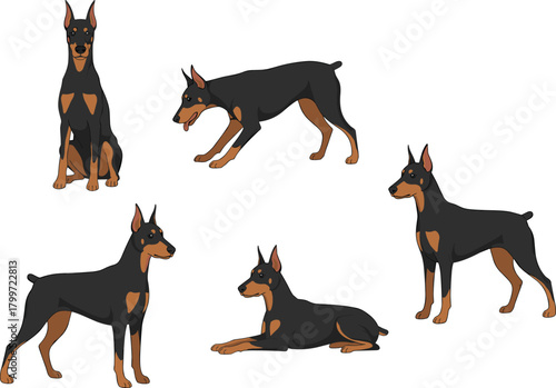 PrintDoberman Pinscher dog, black and brown coat, sitting, crouching, standing, lying down, alert ears, muscular build, petbehavior, breed pose reference, guard dog, vector art,