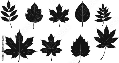 PrintLeaf silhouette set, botanical vector leaves, black nature icons, plant shape collection, foliage illustration, minimal design, tree leaf graphic
