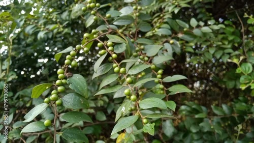 Ziziphus oenoplia, jackal jujube, Indian Jujube wild small green raw fruits 