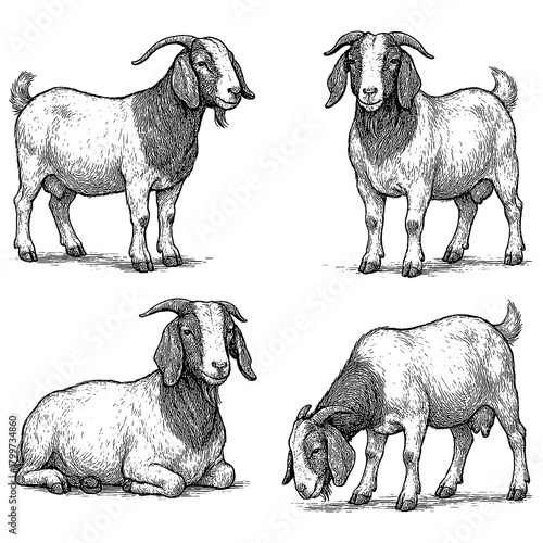 Boer Goat Poses in Vintage Engraving Style, Transparent Background