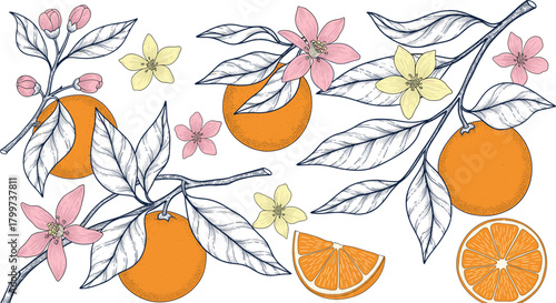 Vintage Engraving Style Set of Orange Fruit Branches with Leaves and Blossoms, Showing Whole, Sliced, and Detailed Citrus Botanical Drawing Vector