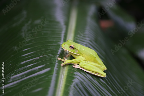Australian green tree frog (Ranoidea caerulea/Litoria caerulea) Daintree Rainforest