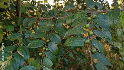 Ziziphus oenoplia, jackal jujube, Indian Jujube wild small green raw fruits 
