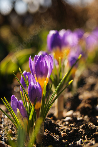 Krokus, wiosna, kwiat, kwiaty
