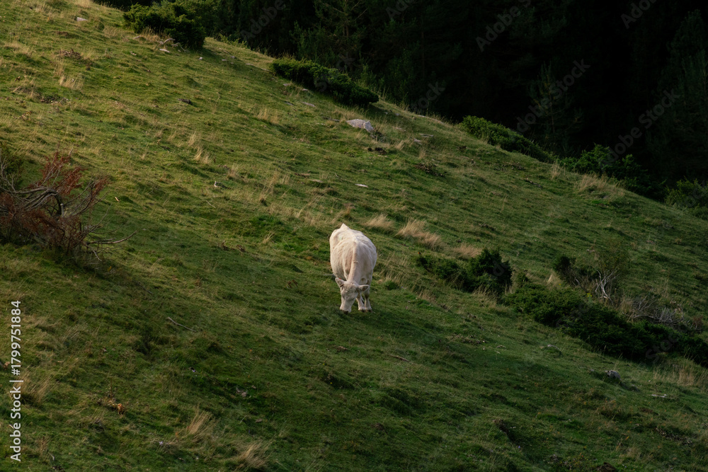 Fototapeta premium Cow's hill