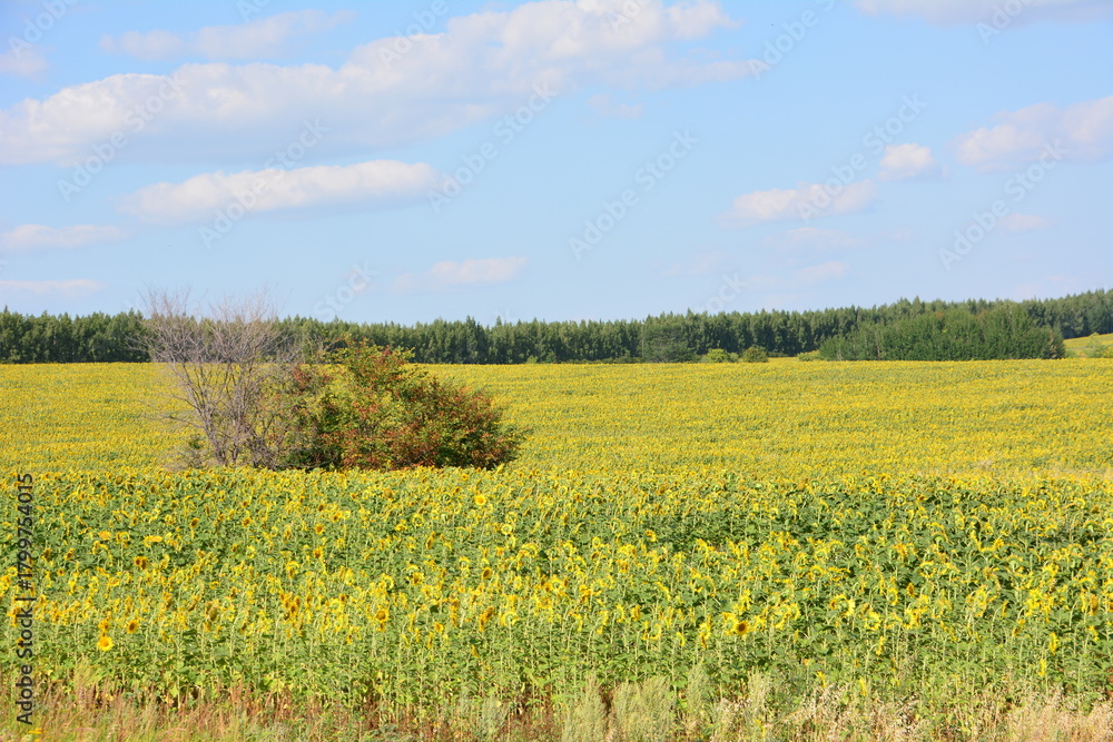 Fototapeta premium Vast Sunflower Field with a dry tree Under Blue Sky