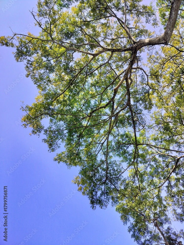 Obraz premium tree and sky