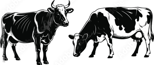 Illustrated dairy cows standing and grazing, detailed black and white farm animal artwork suitable for agriculture, livestock, rural farming and dairy themes