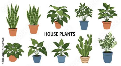 A vibrant graphic illustration showcasing a diverse collection of popular potted house plants, perfect for indoor decoration and adding greenery to any space.