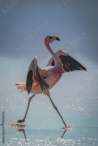 Flamingo flapping its wing and walking over the water