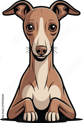  Cute cartoon a illustrator vector ltalian greyhound