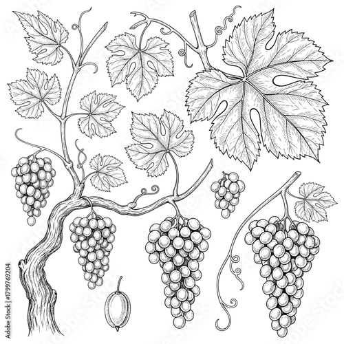 Coleção de gravura, esboço - pé de uva, videira com folhas e uvas sobre um fundo branco, a preto e branco, SVG.

