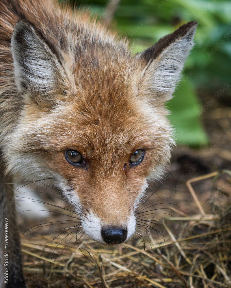 Fototapeta premium red fox in the wild