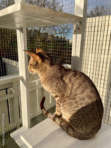 Cat looking at something in a cat patio