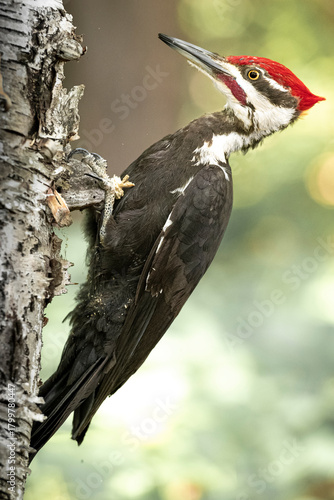 Pileated Woodpecker on a Birch Tree