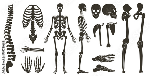 Detailed human skeleton and bone parts ideal for medical, educational, and science projects, perfect for anatomy study, healthcare visuals, and biology resources vector illustration