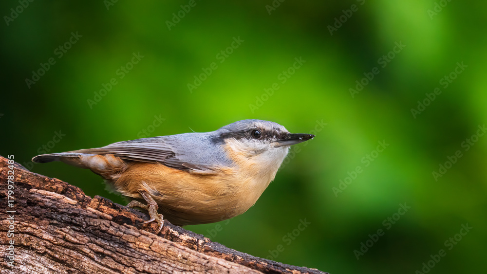 Fototapeta premium bird on a branch