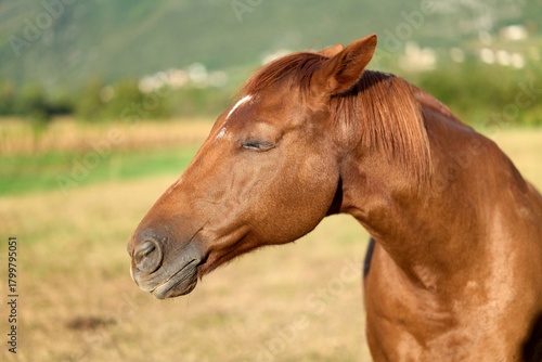 portrait of a brown horse with closed eyes,  sleaping