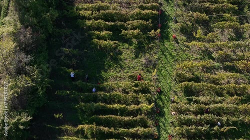 Aerial view capturing the diverse agricultural landscape of Piacenza hills, showing green cultivated fields, rows of vineyards, and fallow land, emphasizing rural farming and nature slow motion