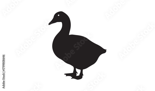 goose isolated on white background
