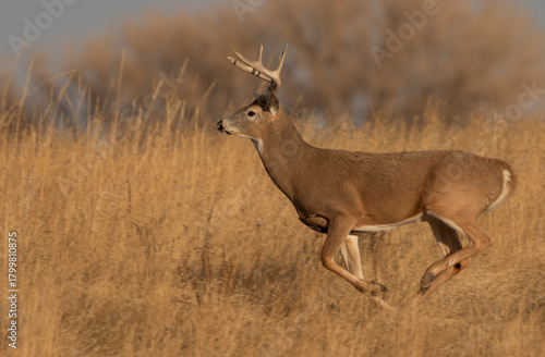 Whitetail Deer Buck in the Rut in Autumn in Colorado