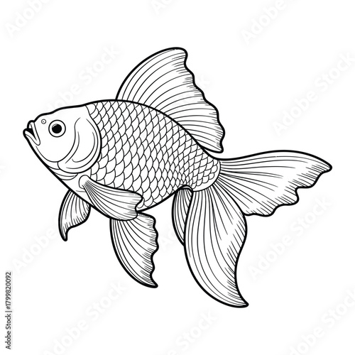 Detailed line drawing of a single elegant goldfish swimming