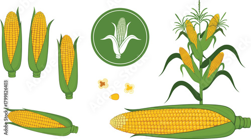 Corn plant illustration, maize cob, sweet corn, agricultural crop, farm produce, golden kernels, green husks, food icon, harvest season, botanical drawing, farming symbol, crop anatomy,