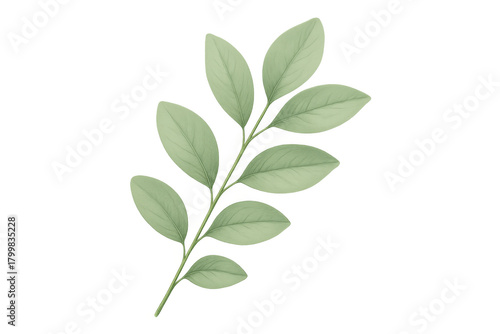 Green watercolor leaves branch drawing, botanical design element for decoration and organic themes on transparent background