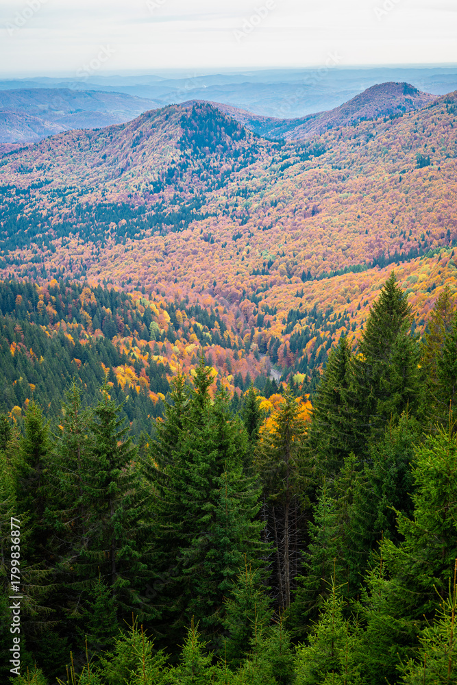 Fototapeta premium Stunning autumn colors on the slopes of Bucegi Mountains, southwest of Sinaia, Romania